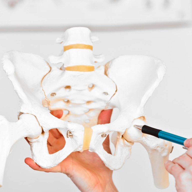 Hip joint anatomy model showing femur insertion into pelvis