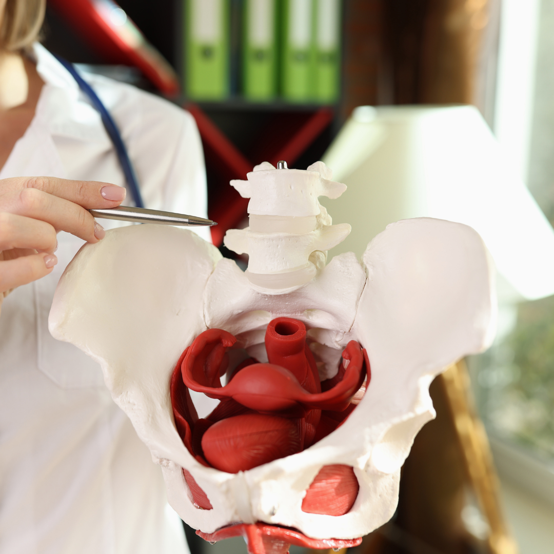 Pelvic floor anatomy model used during pelvic health physical therapy
